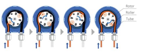 Principle of peristaltic pump